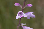 Godfrey's false dragonhead